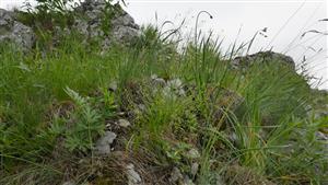 Sterilné jedince Pulsatilla subslavica v alpínskom spoločenstve (biotop Al3)