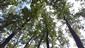 Karpatské a panónske dubovo-hrabové lesy (24.5.2023)
