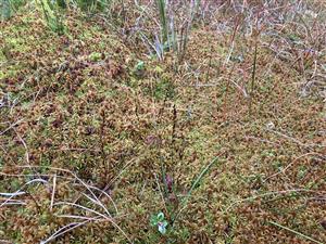 rašeliník s Drosera rotundifolia