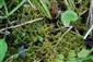 Hamatocaulis vernicosus
