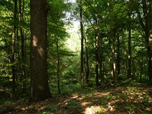 pohľad to starého porastu