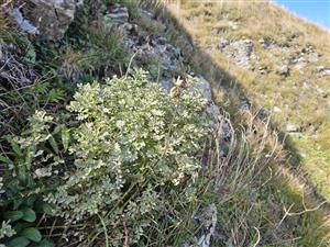 Na lokalite je veľmi bohatá populácia Astragalus penduliflorus.