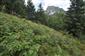 Na väčšine plôch sa vyskytujú sukcesné štádiá s Calamagrostis arundinacea a Rubus idaeus