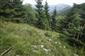 Na plytších pôdach sa vyskytujú fragmenty alpínskych lúk so Sesleria a Carex sempervirens