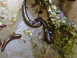 TML, Hirudo medicinalis