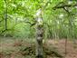 TML, obsadený strom pri Remetskom prameni
