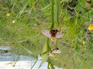 Ophrys holosericea