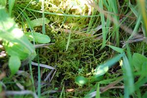 Hamatocaulis vernicosus