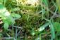 Hamatocaulis vernicosus