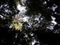 Lužné dubovo-brestovo-jaseňové lesy okolo nížinných riek (7.7.2023)