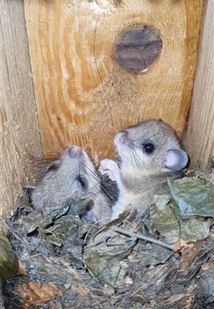 Mláďatá plcha sivého (Glis glis)