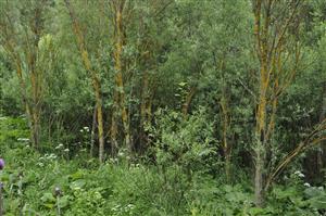 Staršie porasty Salix elaeagnos