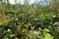 Mladšie porasty Salix elaeagnos majú pestrejší bylinný podrast