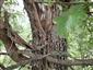 TML, obsadený strom (Kečovské lúky)