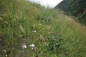 Porast Bromus monocladus s teplomilnými druhmi