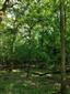 Eurosibírske dubové lesy na spraši a piesku (9.5.2023)