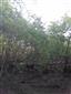 Panónske topoľové lesy s borievkou