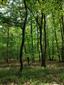 Eurosibírske dubové lesy na spraši a piesku