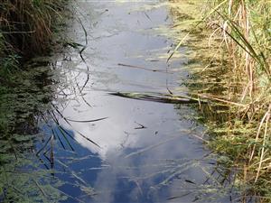 TML, interiér eutrofizovaného kanála