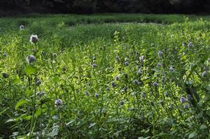 Porast Leerzia oryzoides a Mentha aquatica