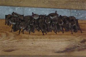 detail kolónie Myotis myotis