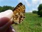 Melitaea diamina