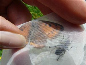 Lycaena dispar samica