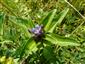 Gentiana cruciata