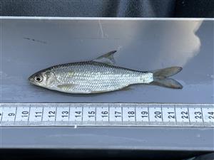 Rutilus pigus juvenil