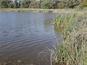 TML, litorál ramena plesiopotamon v časti Starý les