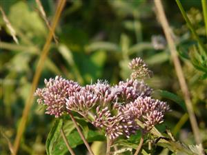 Eupatorium cannabinum 