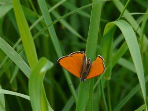Lycaena dispar samec