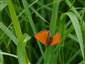 Lycaena dispar samec