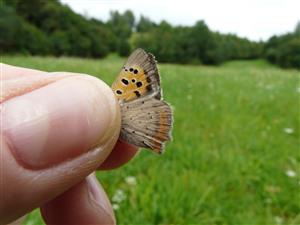 Lycaena phlaeas