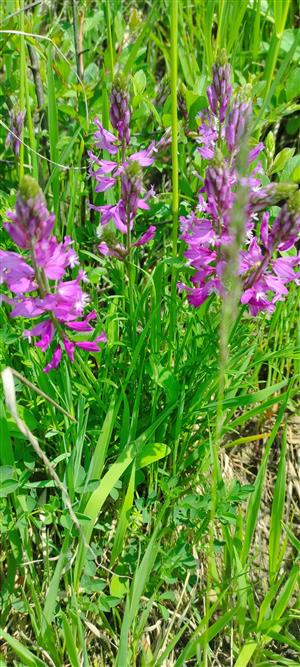Polygala major na lokalite
