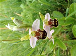 Ophrys apifera