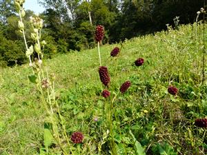 Sanquisorba officinalis na TML