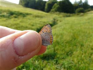 Lycaena dispar 