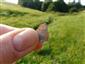 Lycaena dispar 