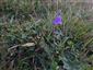 Campanula serrata na TML.