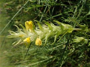 Melampyrum barbatum