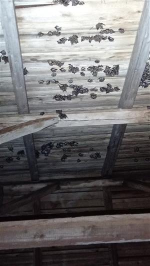 pohľad na časť kolónie M. myotis
