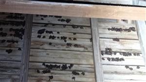 pohľad na časť kolónie Myotis myotis