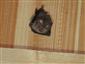 Rhinolophus hipposideros