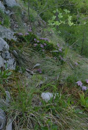 Detail alpínskeho spoločenstva (biotop Al3)