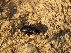 Carabus hungarucus uhynutý jedinec