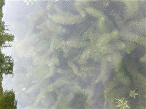 Hippuris vulgaris