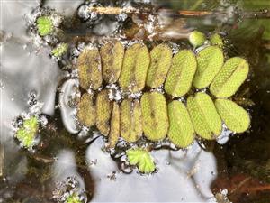 Salvinia natans a Ricciocarpos natans