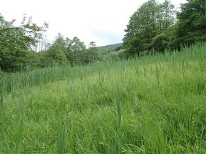 Pohľad na lokalitu - do suchsej casti prenika Phragmites australis