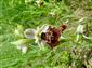 Ophrys holosericea